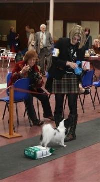 Jo and Spinillons Saffire JW SH CM winning Open Bitch and eventually her 2nd  BCC at the Scottish Papillon Club May 08