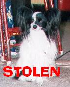 Sparky stolen