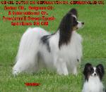 Multi Ch (7) Powdermill Sweet Touch Spinillons SH CM